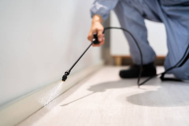 Licensed Ant Control service in Coos Bay, OR - Nex Pest Control